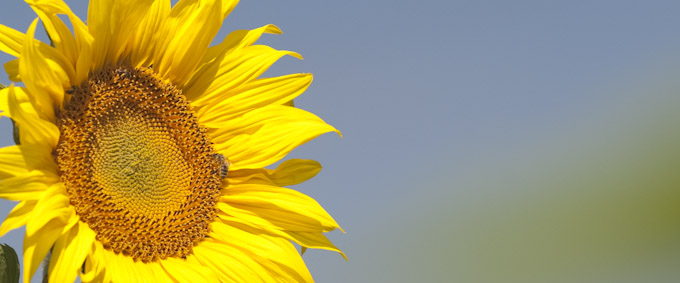 Fine art photography flower photography sunflower