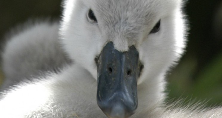 mute swan cygnet abbotsbury birds 1