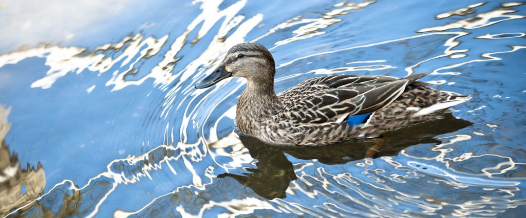 Mallard duck on feeder stream. River Test, Stockbridge.