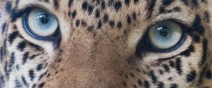 Leopard eyes, Kajo Keji, South Sudan